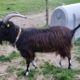 Boucs 2022 à vendre
