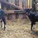 1 chevrette et 1 bouquillon