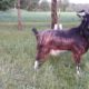 Boucs 2 ans