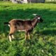 Boucs poitevins 2023 (Dept 76)