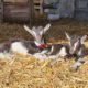 Chevrettes et bouquillons BIO