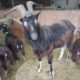 Bouc de 2022
