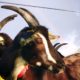 Vends chevrettes et bouquilllons