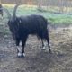 Échanger un bouc