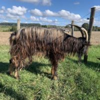 Bouc 2022