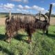 Bouc 2022