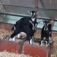 Vends 2 chevrettes Nord Finistère