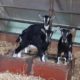 Vends 2 chevrettes Nord Finistère
