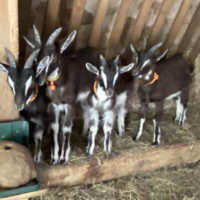 VENTE BOUQUILLONS REPRODUCTEURS