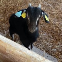 Bouc 2025 à vendre