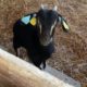 Bouc 2025 à vendre