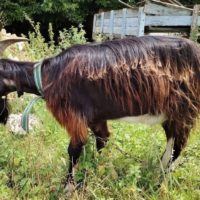 Bouc de 2024