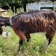 Bouc de 2024