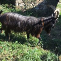 A vendre Tango, bouc de 2022