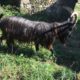 A vendre Tango, bouc de 2022