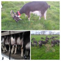 chevrettes gestantes