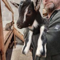 Chevreaux et chevrettes 2026