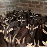 A vendre magnifiques chevrettes nées en 2025