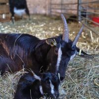 Chevrettes et bouquillons à reserver