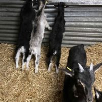 Chevrettes et Bouquillons 2026