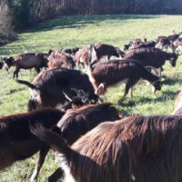 Troupeau 41 chèvres Poitevines et 2 Boucs