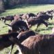 Troupeau 41 chèvres Poitevines et 2 Boucs