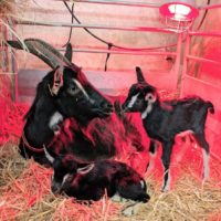 Vends chevrettes et bouquillons de l'année 2026