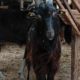 vends boucs poitevins