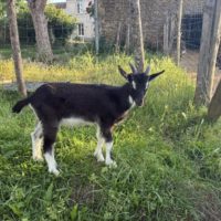 VENTE BOUQUILLONS