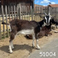 À vendre : chevreaux 100% Poitevins