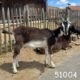À vendre : chevreaux 100% Poitevins