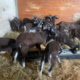 Vend chevrettes et chevreaux