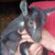 Vends chevreau mâle département 22