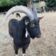 UGOLIN Bouc de 3 ans (17)