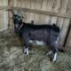 Vends adibou, bouc poitevin d'un an et demi