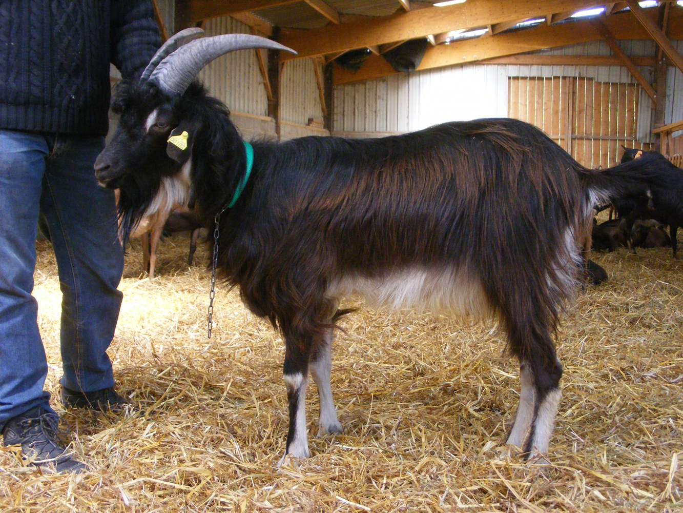 Son de chèvre